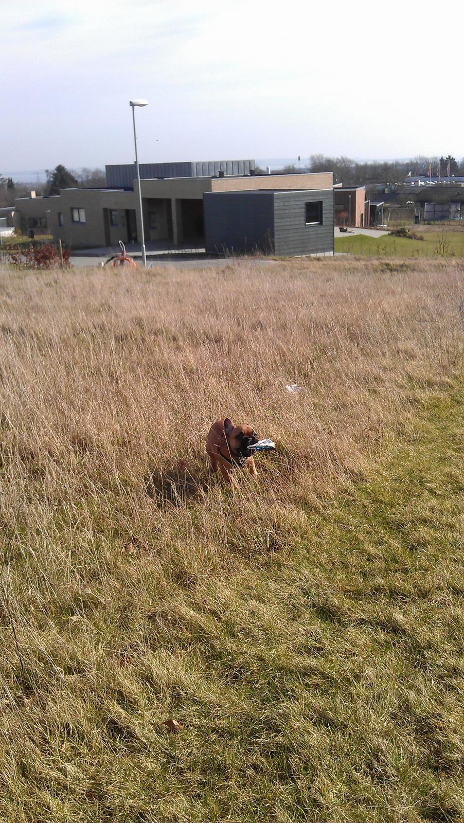 Fransk bulldog Agnes billede 13