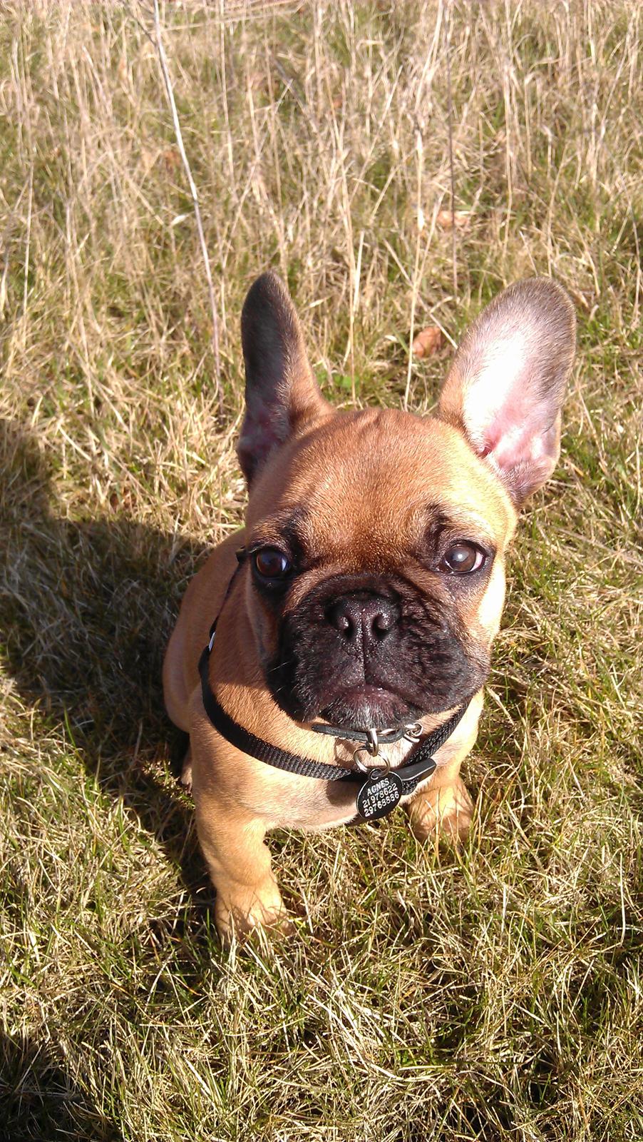 Fransk bulldog Agnes billede 14