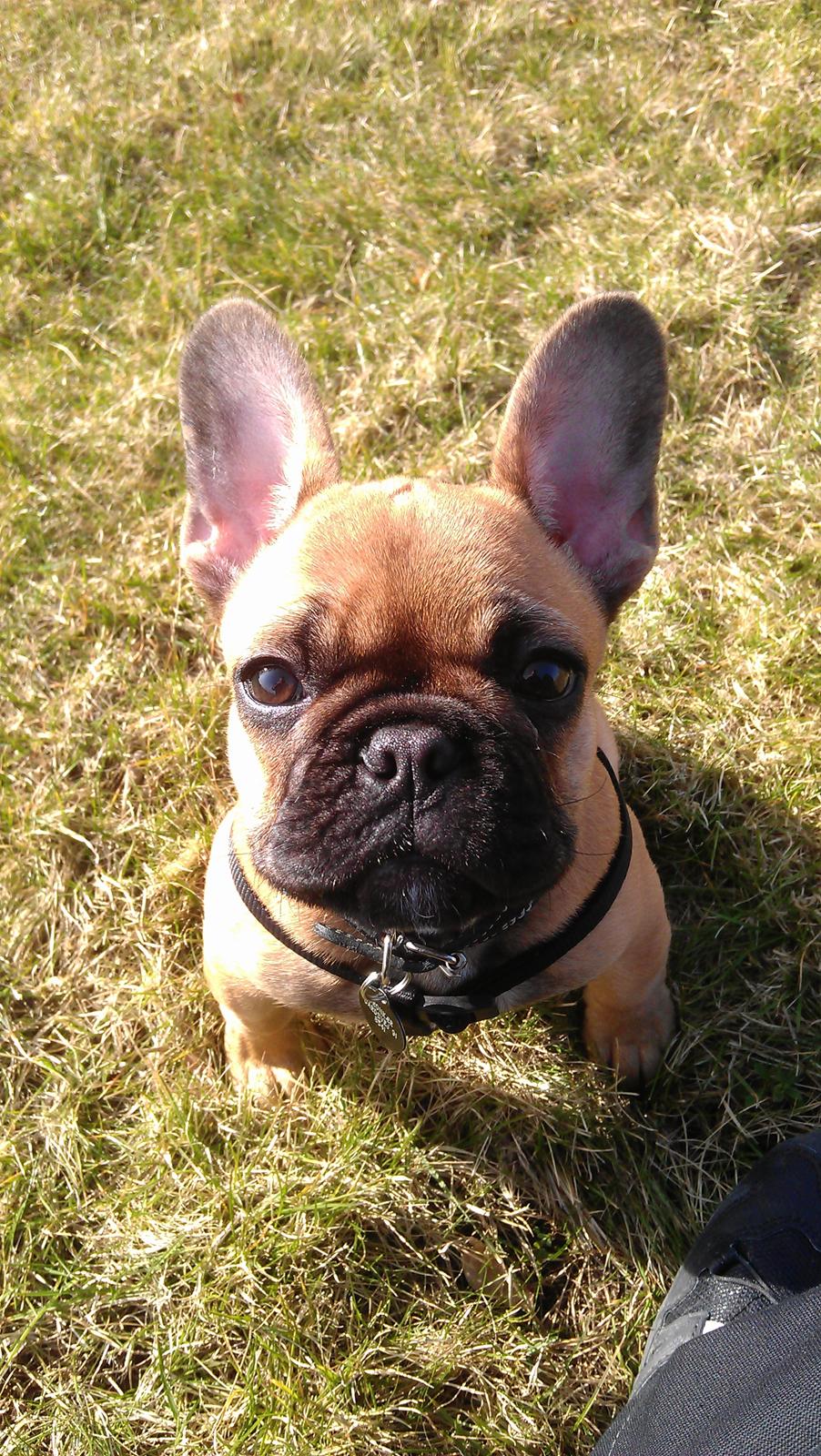 Fransk bulldog Agnes billede 15