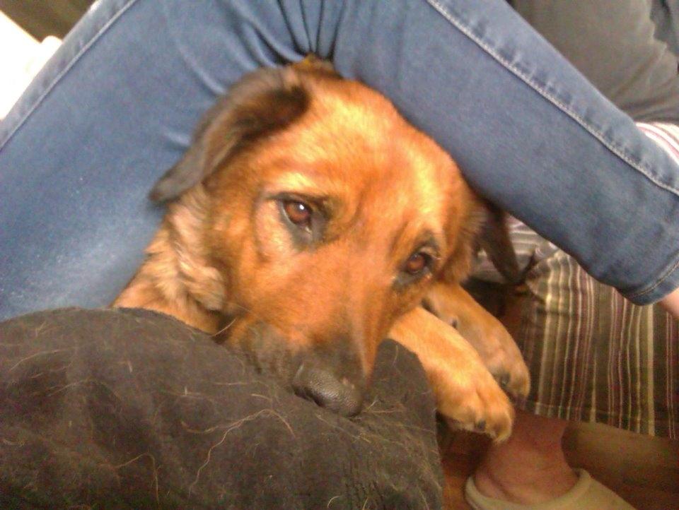 Blanding af racer Molly - molly;) billede 1