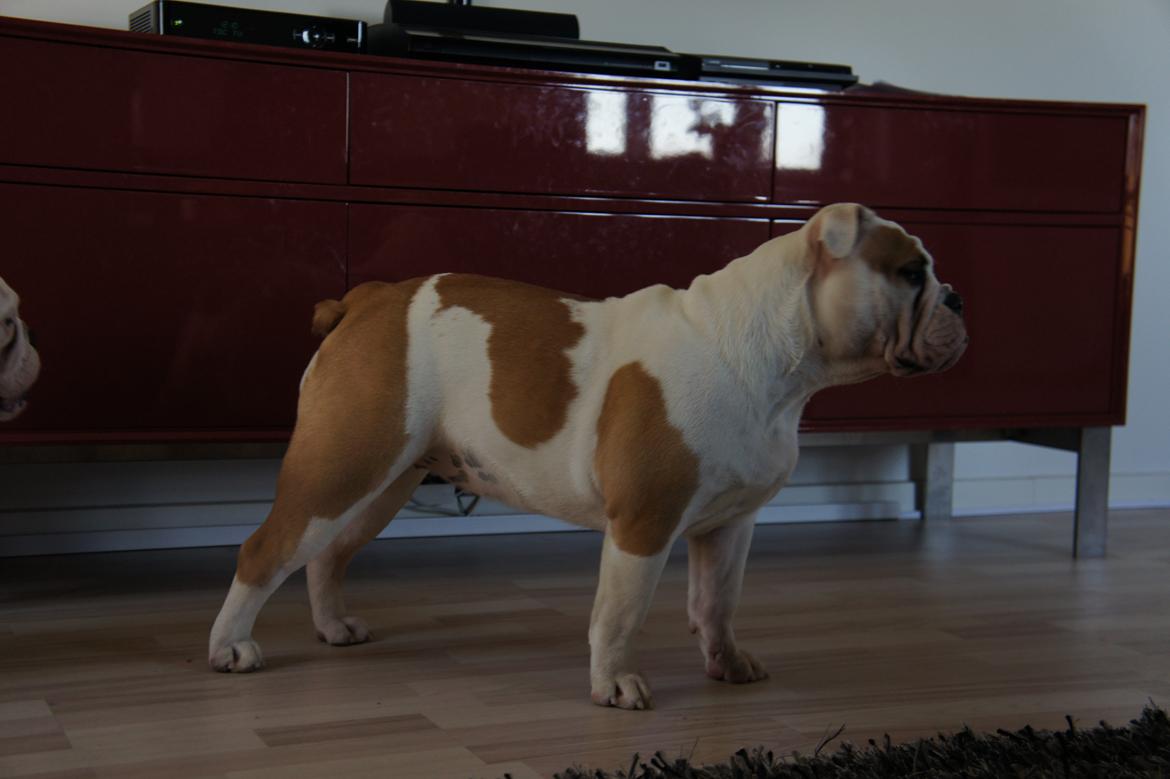 Engelsk bulldog Cirkeline billede 1