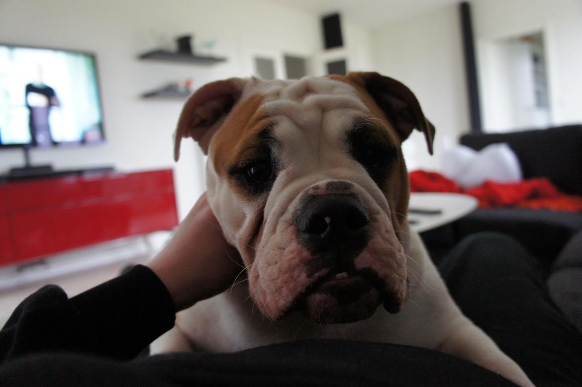 Engelsk bulldog Cirkeline billede 3