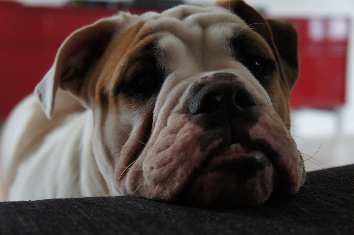 Engelsk bulldog Cirkeline billede 4