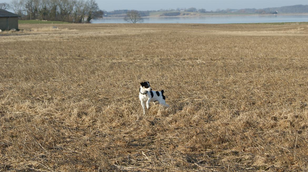Dansk svensk gaardhund Waldemar Sejr billede 15