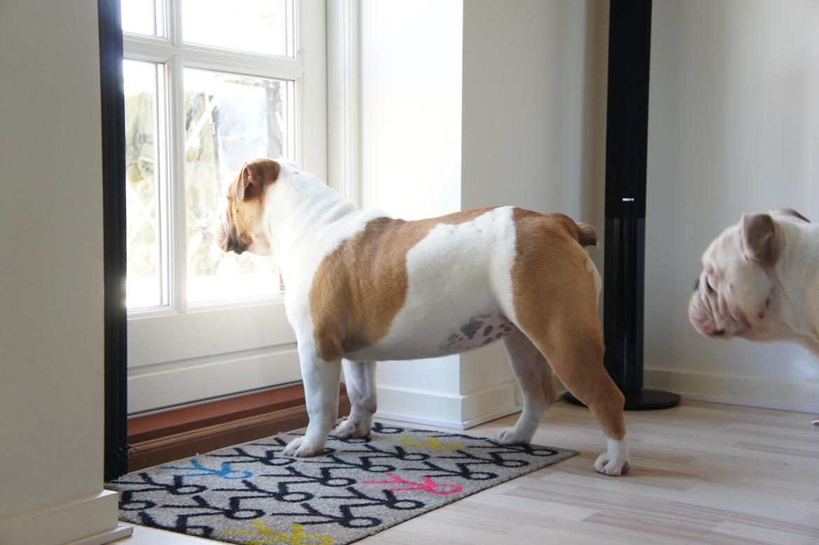 Engelsk bulldog Cirkeline billede 5