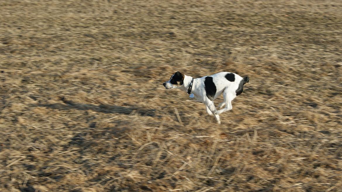 Dansk svensk gaardhund Waldemar Sejr billede 17