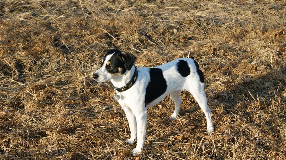 Dansk svensk gaardhund Waldemar Sejr billede 20