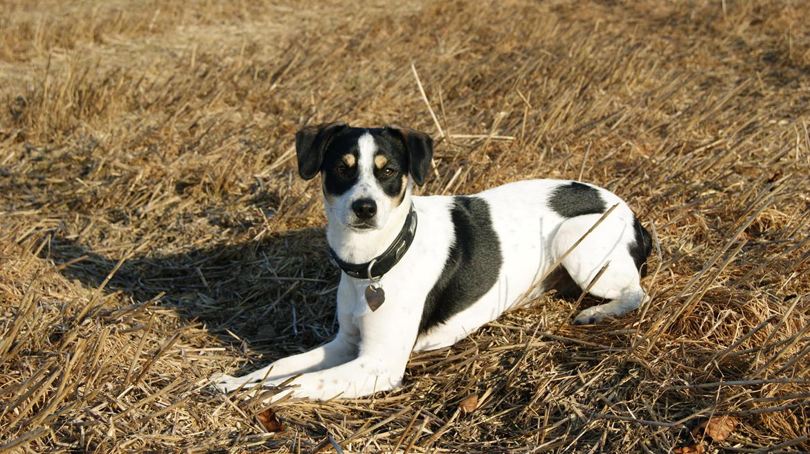 Dansk svensk gaardhund Waldemar Sejr billede 13