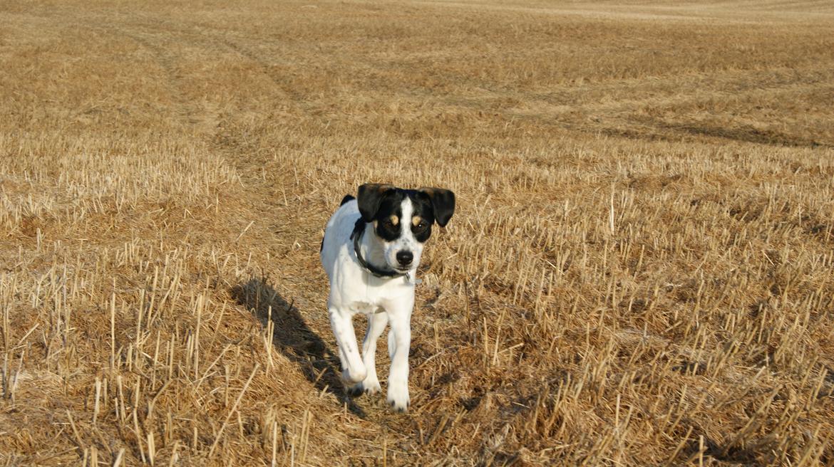 Dansk svensk gaardhund Waldemar Sejr billede 18