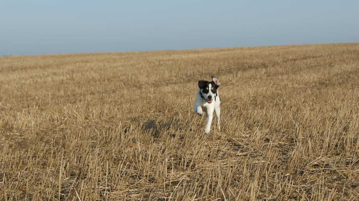 Dansk svensk gaardhund Waldemar Sejr billede 19
