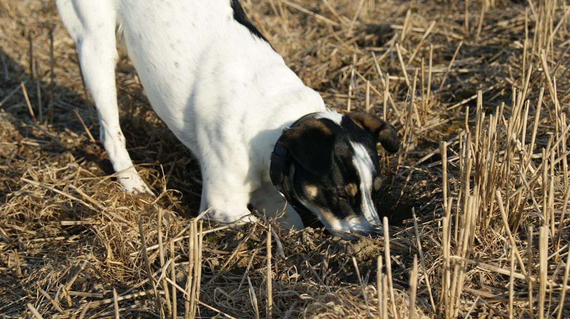 Dansk svensk gaardhund Waldemar Sejr - Walde har fundet et harehul og vil nu finde haren <3 billede 14