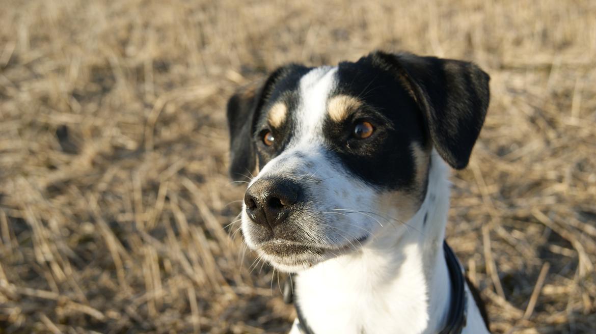 Dansk svensk gaardhund Waldemar Sejr billede 11