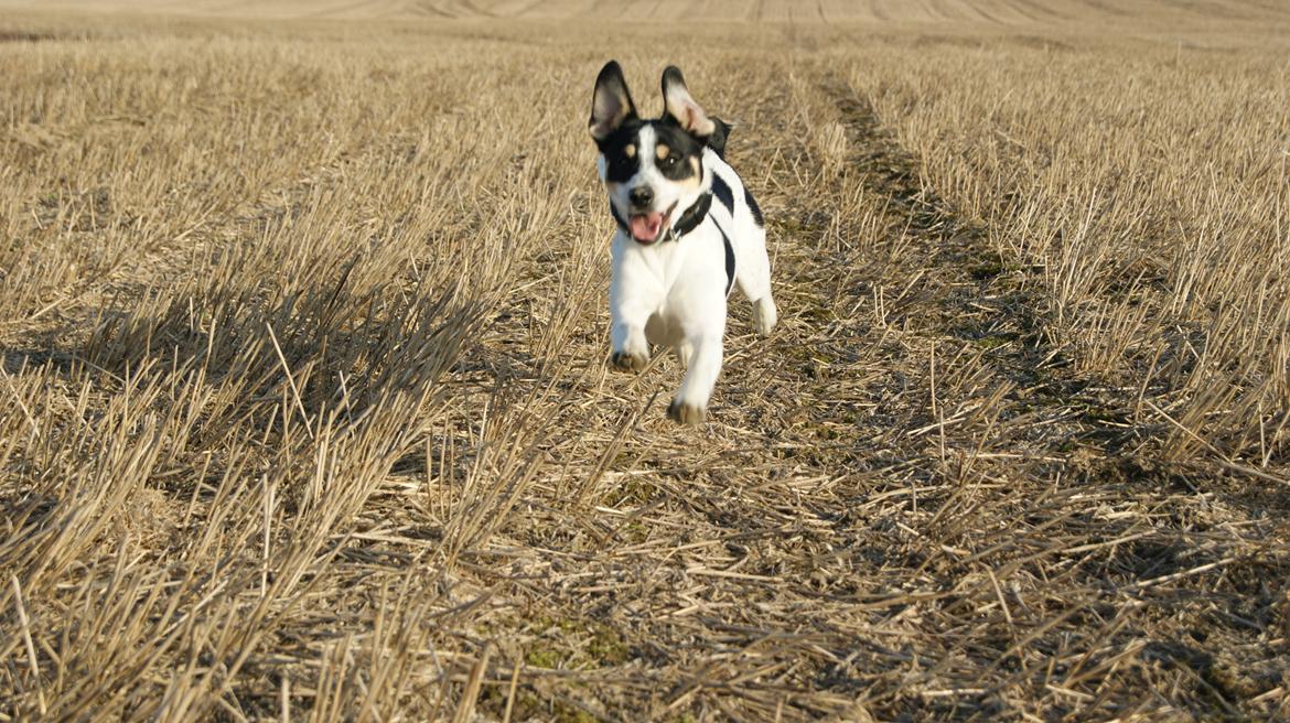 Dansk svensk gaardhund Waldemar Sejr - Weeee!!! <3 billede 16
