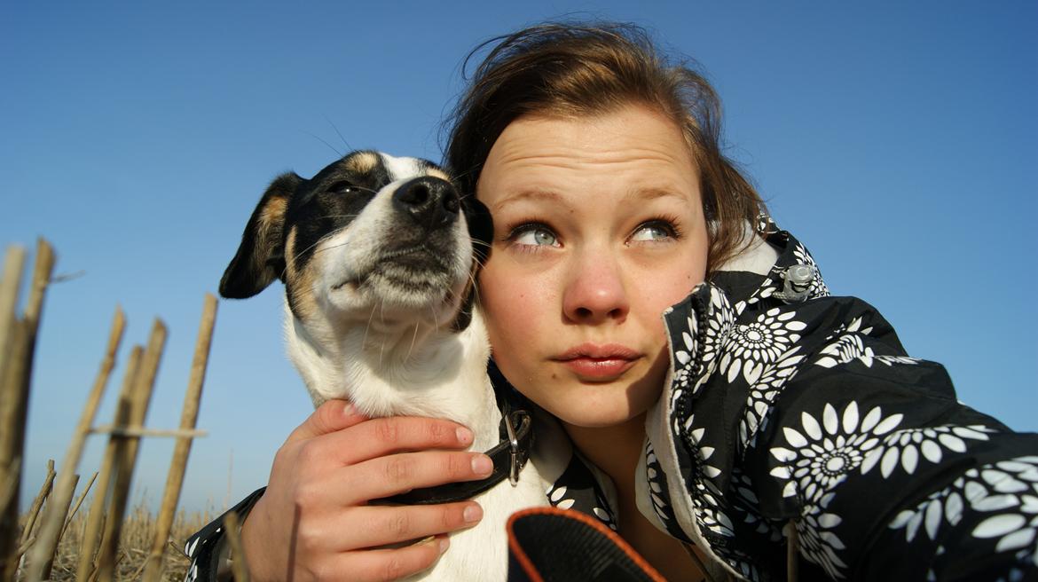 Dansk svensk gaardhund Waldemar Sejr billede 12