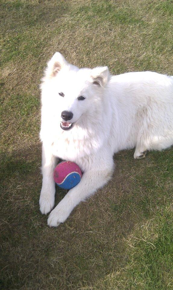 Samojedhund Zenta billede 1