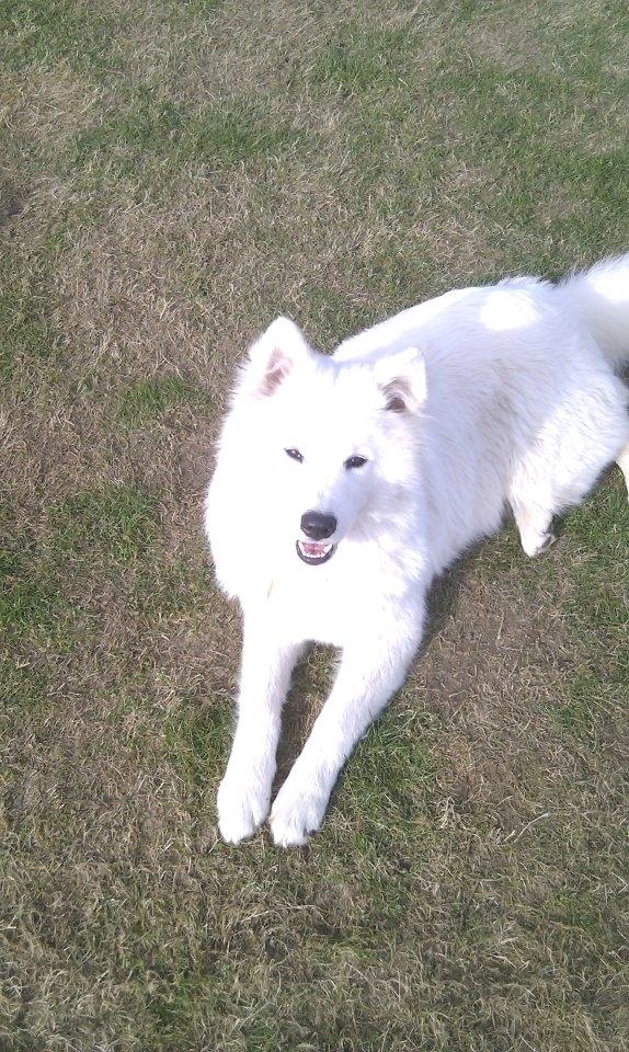 Samojedhund Zenta billede 2