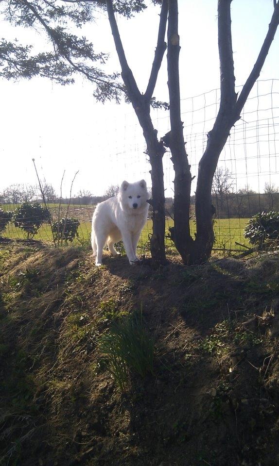 Samojedhund Zenta billede 3