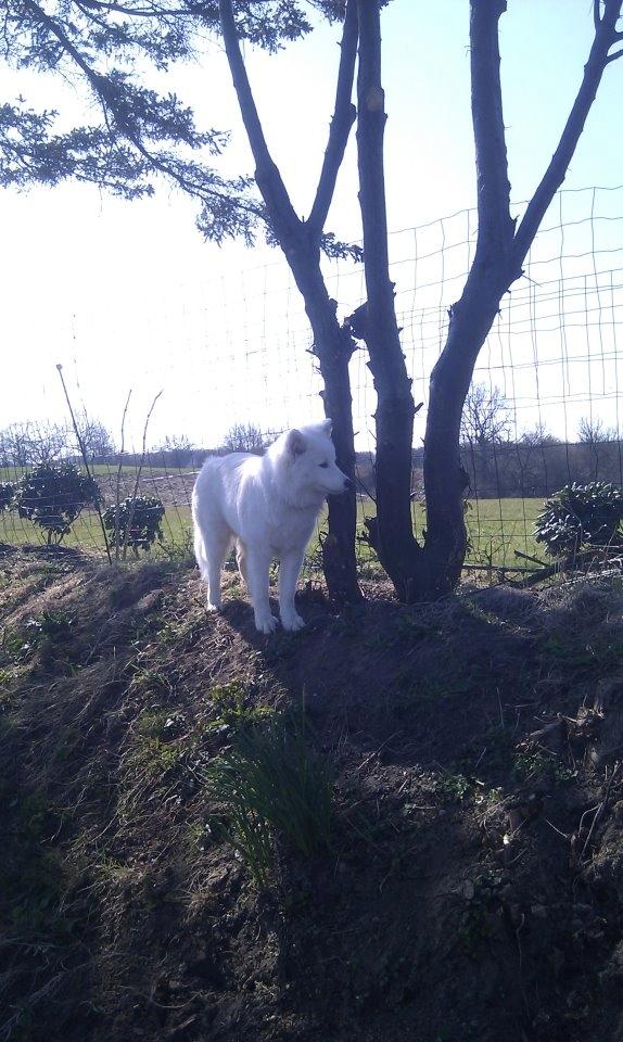 Samojedhund Zenta billede 4