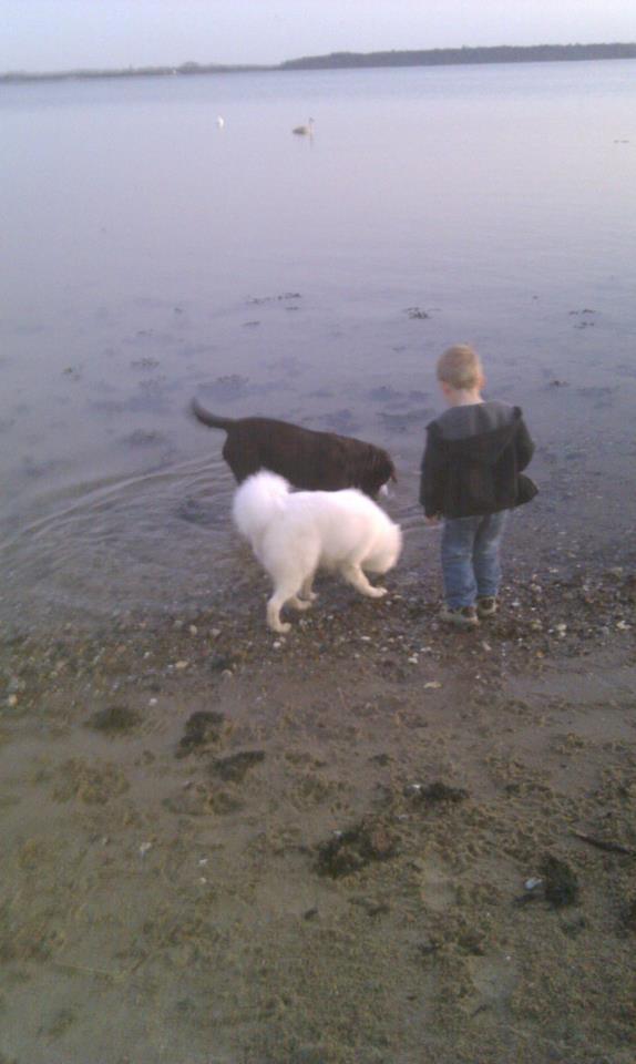 Samojedhund Zenta billede 5