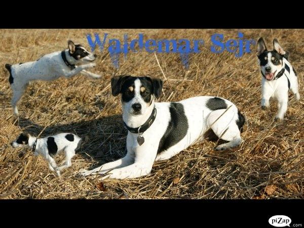 Dansk svensk gaardhund Waldemar Sejr billede 5