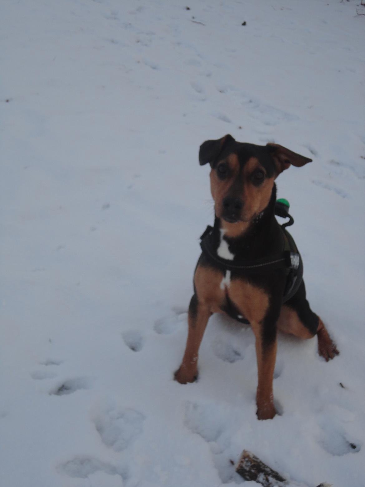 Blanding af racer Charlie Chaplin - Vinter 2011 billede 5