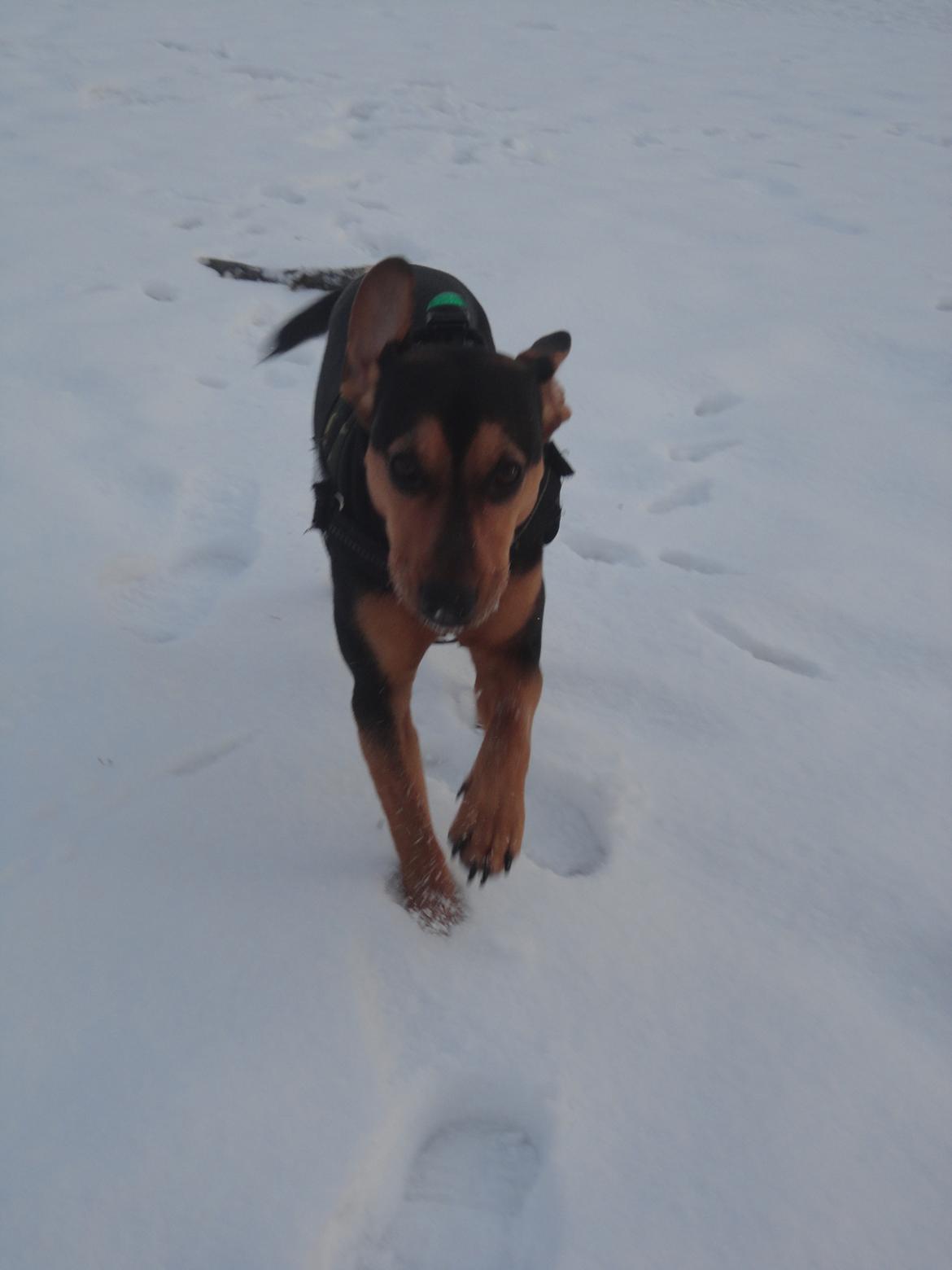 Blanding af racer Charlie Chaplin - Vinter 2011 billede 6