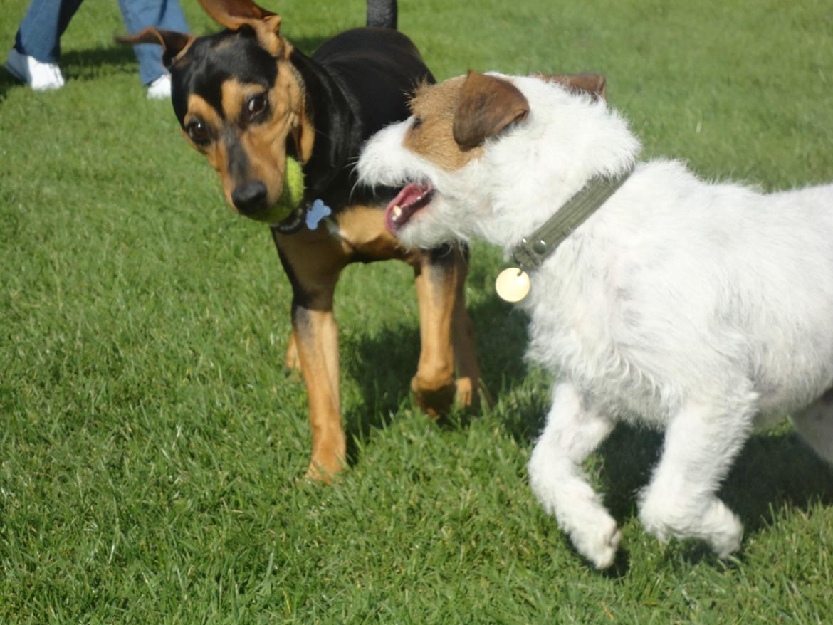 Blanding af racer Charlie Chaplin - Sommer 2011 billede 3