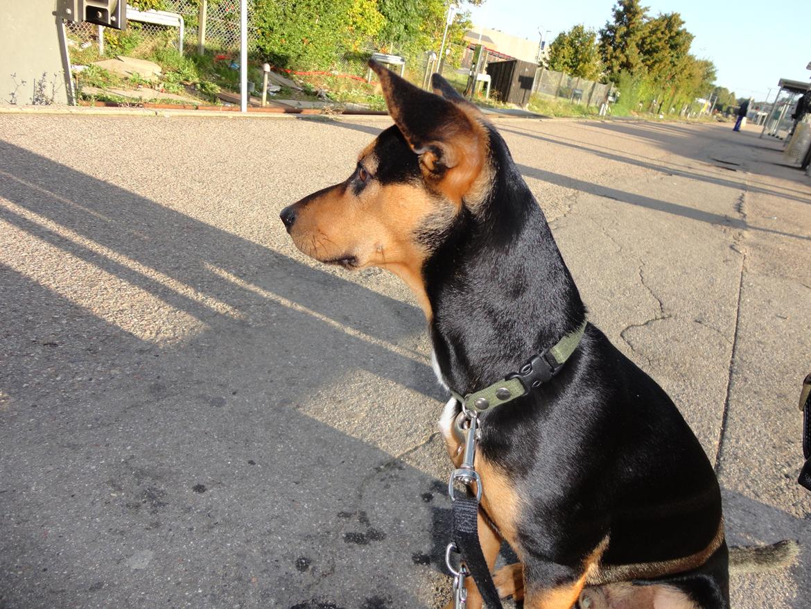 Blanding af racer Charlie Chaplin - sommer 2011 billede 2