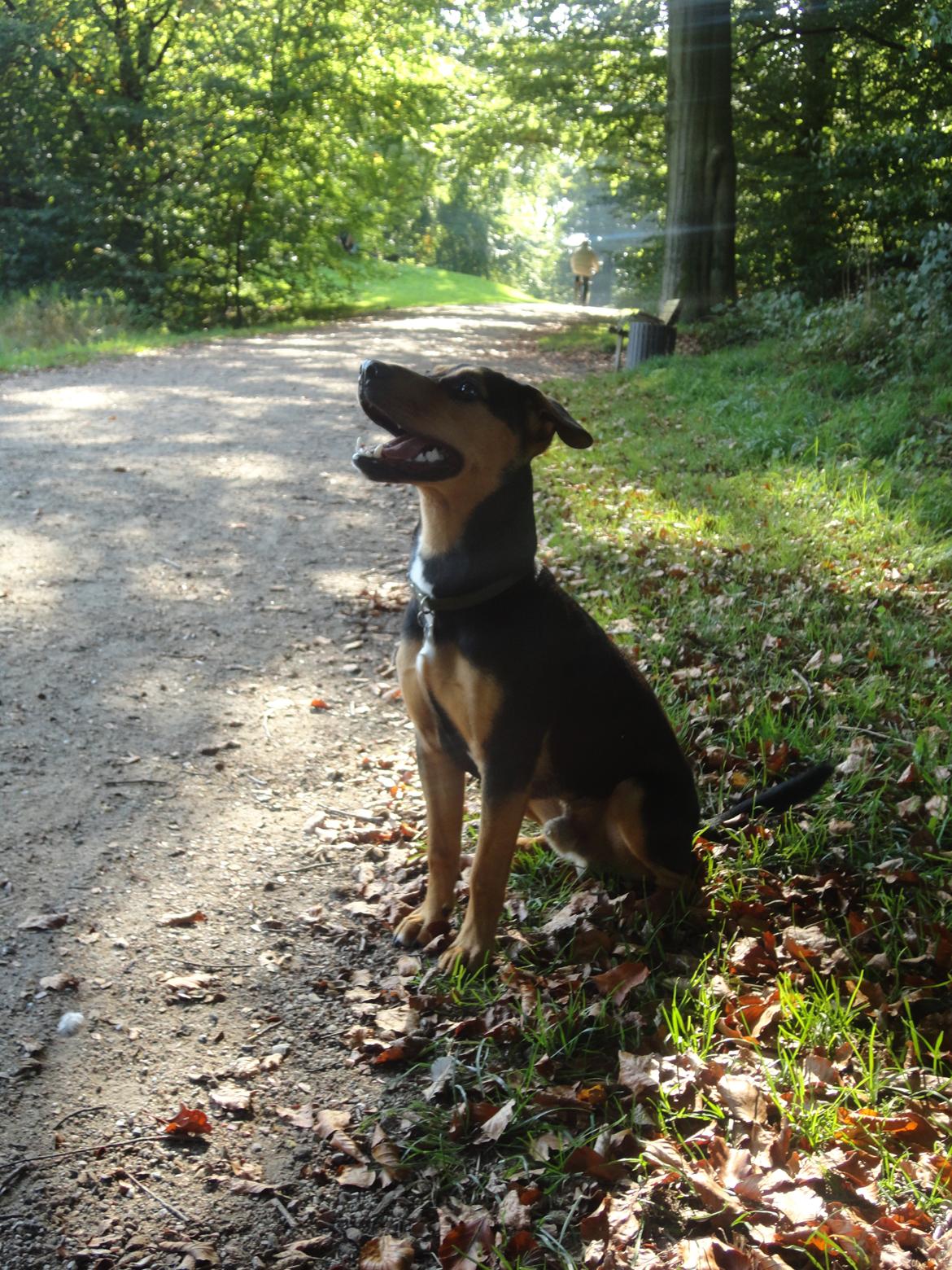 Blanding af racer Charlie Chaplin - Sommer 2011 billede 4