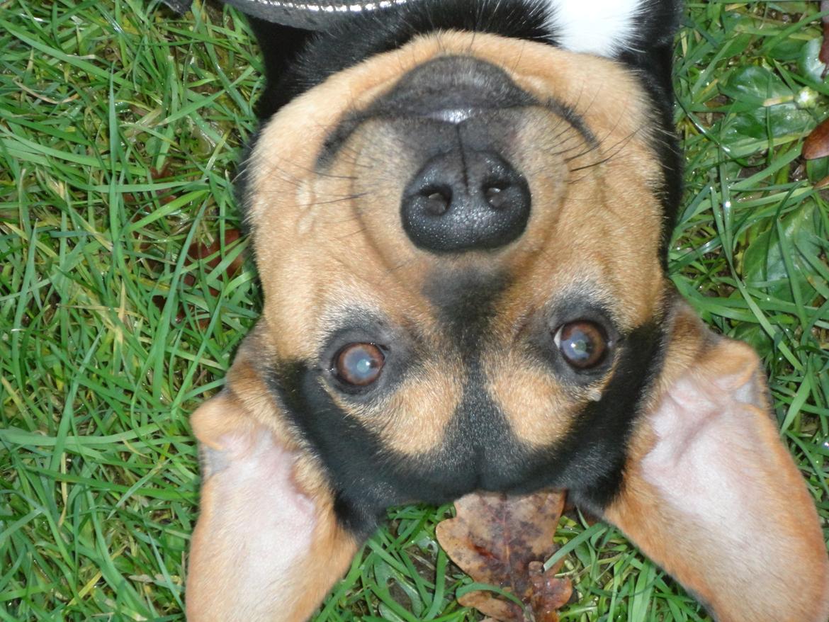 Blanding af racer Charlie Chaplin billede 7