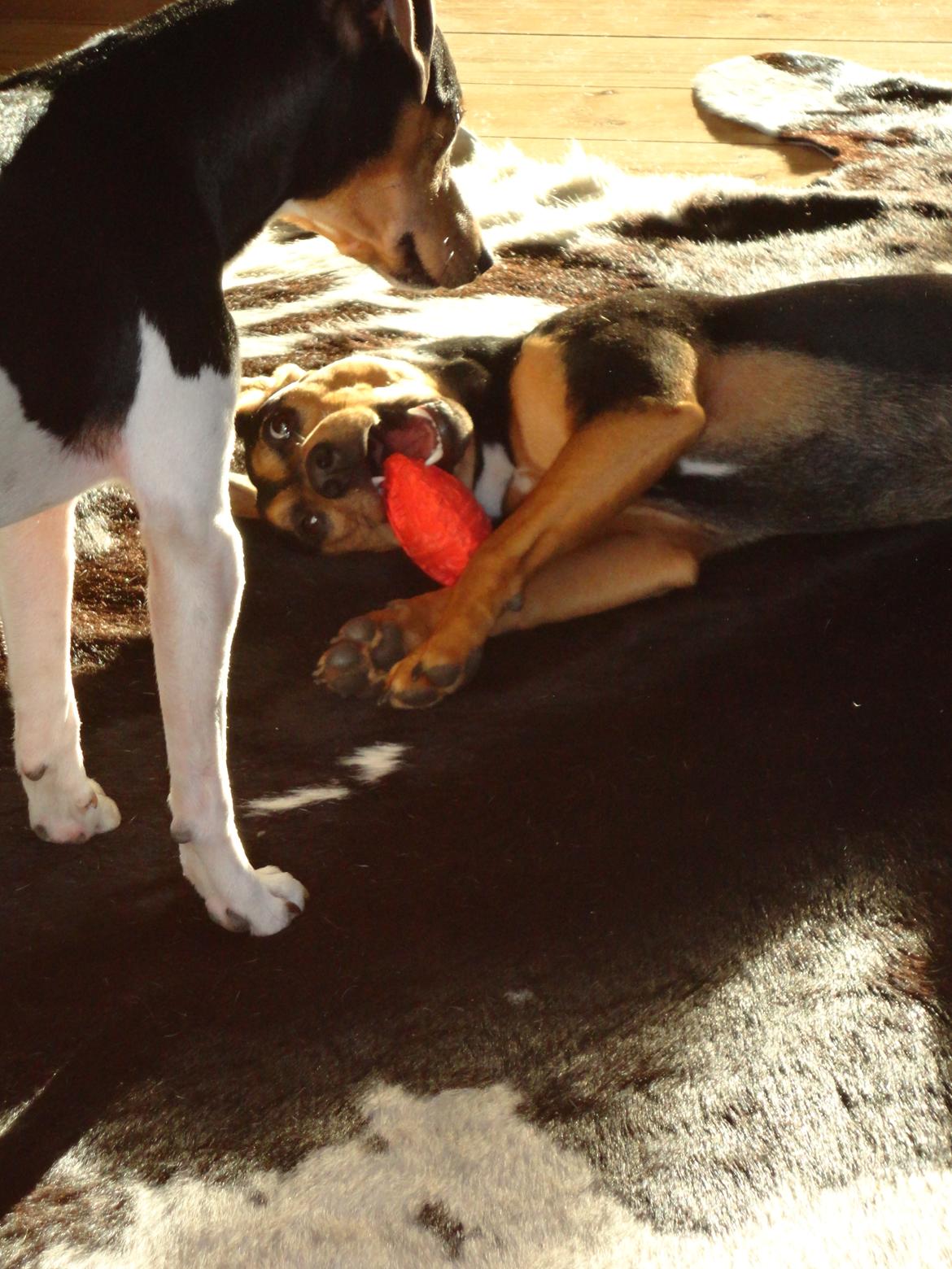 Blanding af racer Charlie Chaplin billede 8