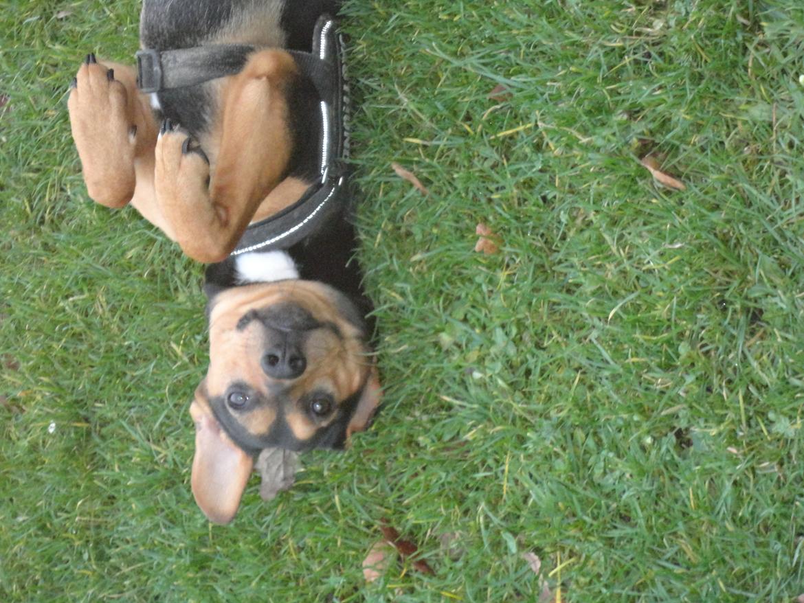 Blanding af racer Charlie Chaplin billede 9