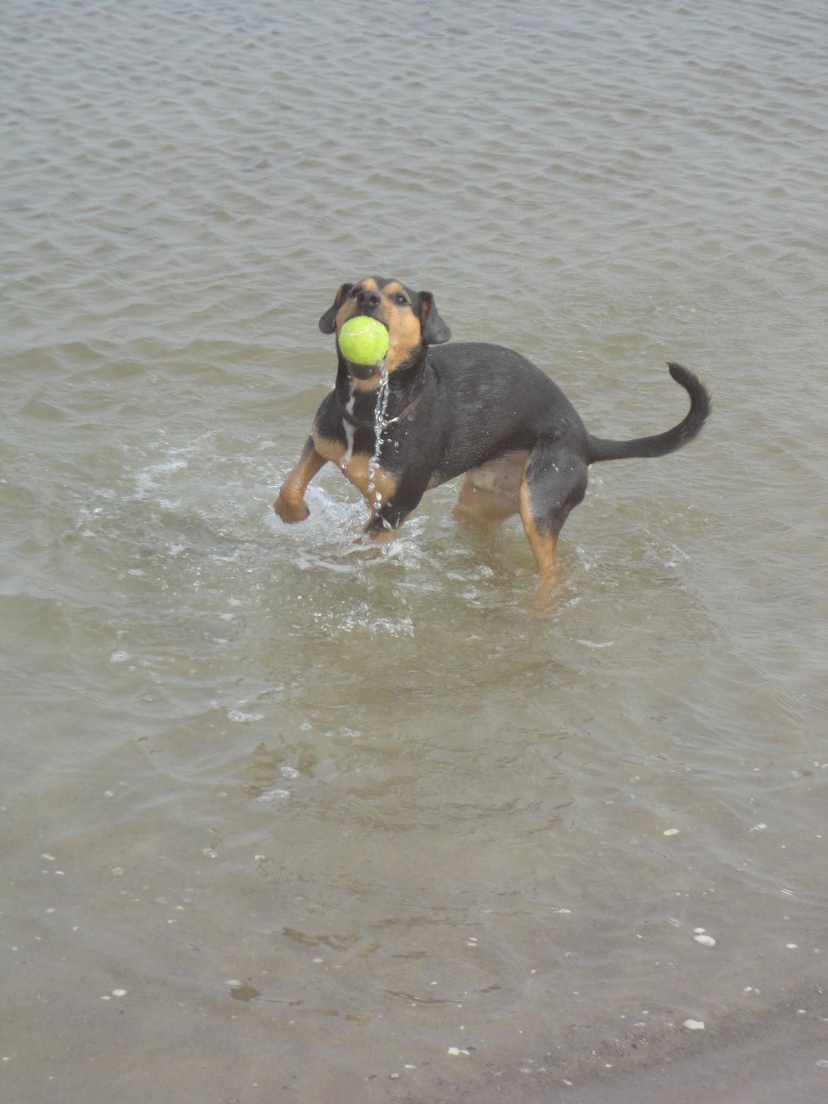 Blanding af racer Charlie Chaplin billede 10