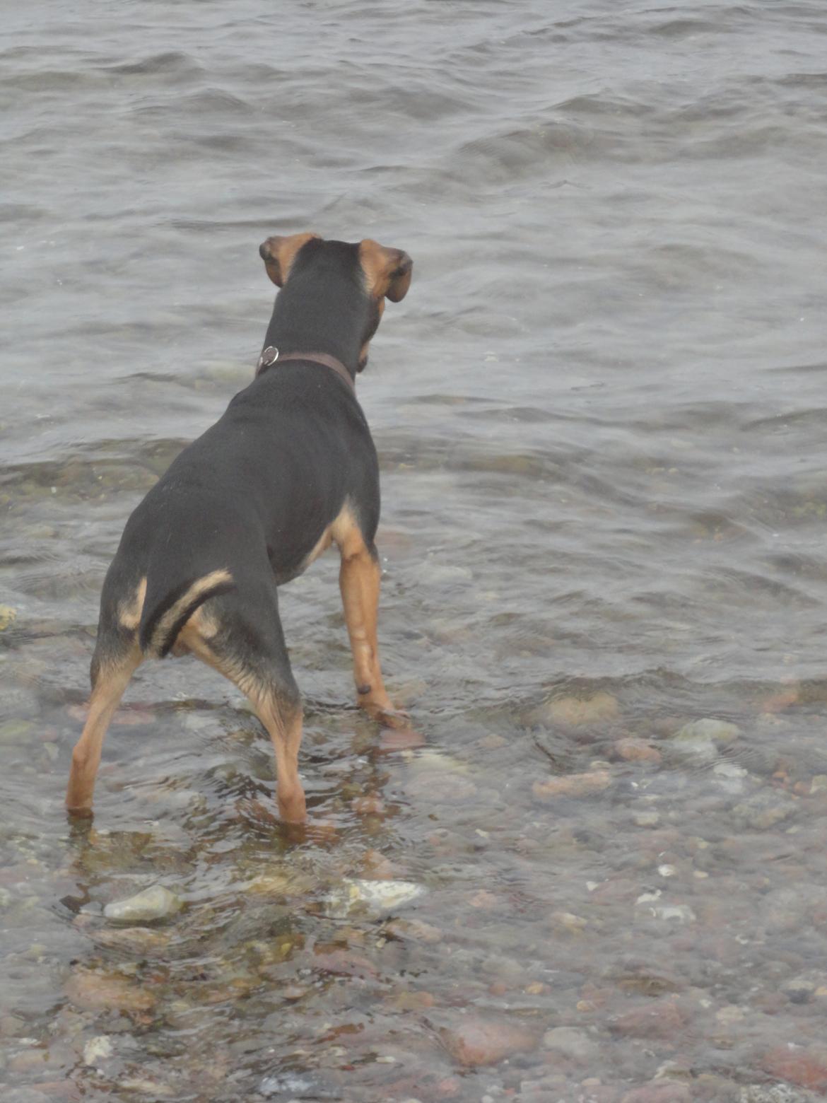 Blanding af racer Charlie Chaplin billede 11