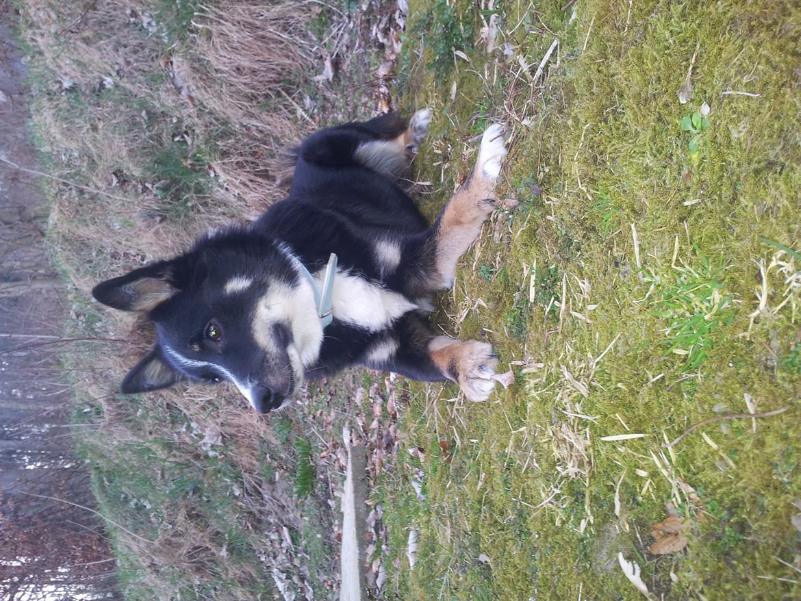 Islandsk fårehund Vapse (Samson) - Pæne Samson der ligger på skrænten i;
 billede 16