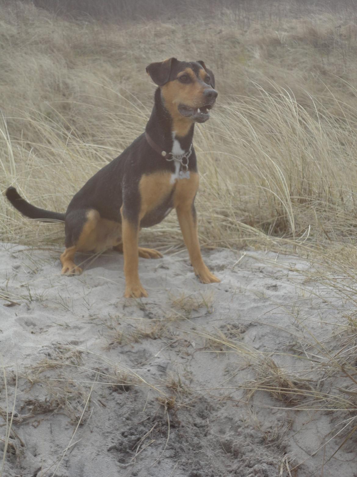 Blanding af racer Charlie Chaplin billede 12