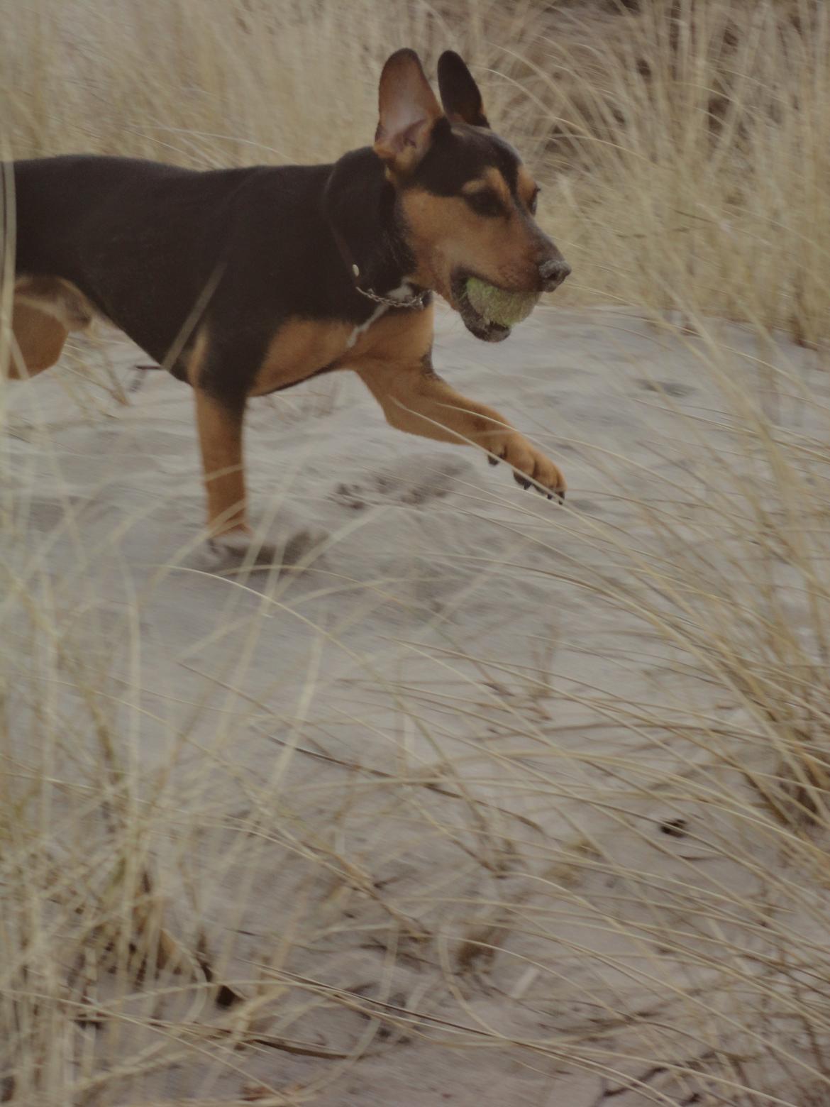 Blanding af racer Charlie Chaplin billede 13