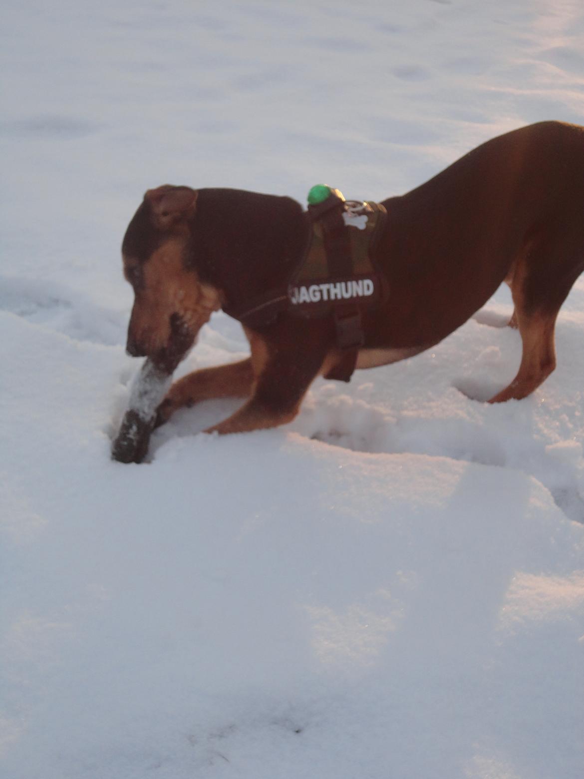 Blanding af racer Charlie Chaplin billede 14