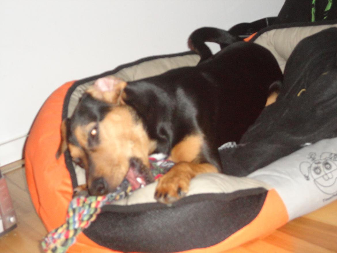 Blanding af racer Charlie Chaplin billede 15