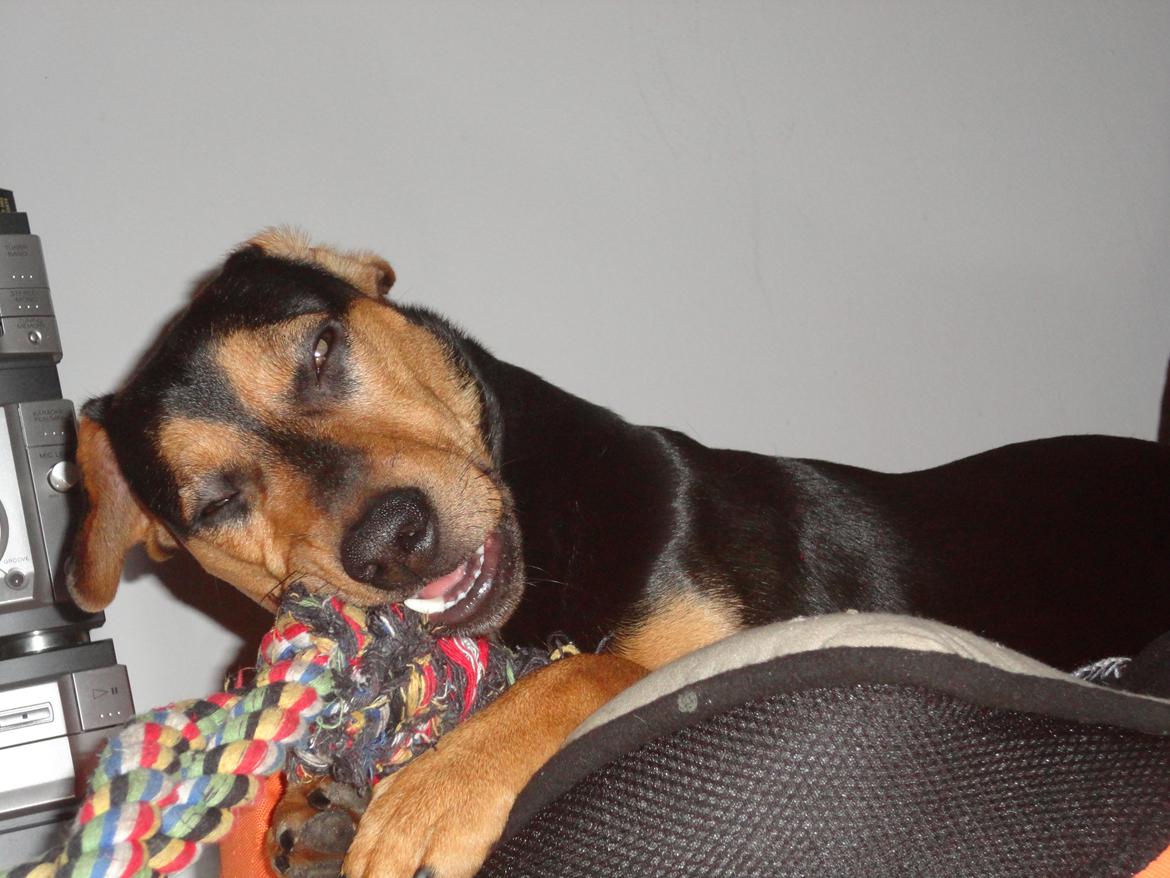 Blanding af racer Charlie Chaplin billede 16