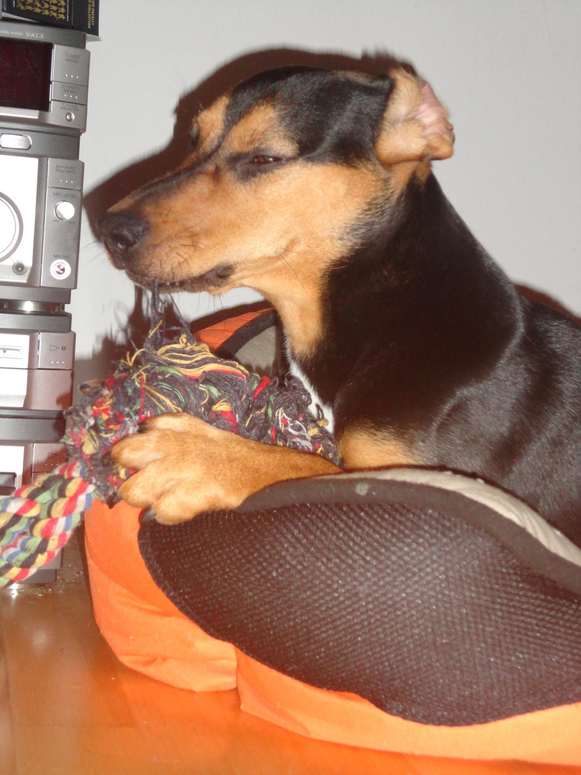 Blanding af racer Charlie Chaplin billede 17