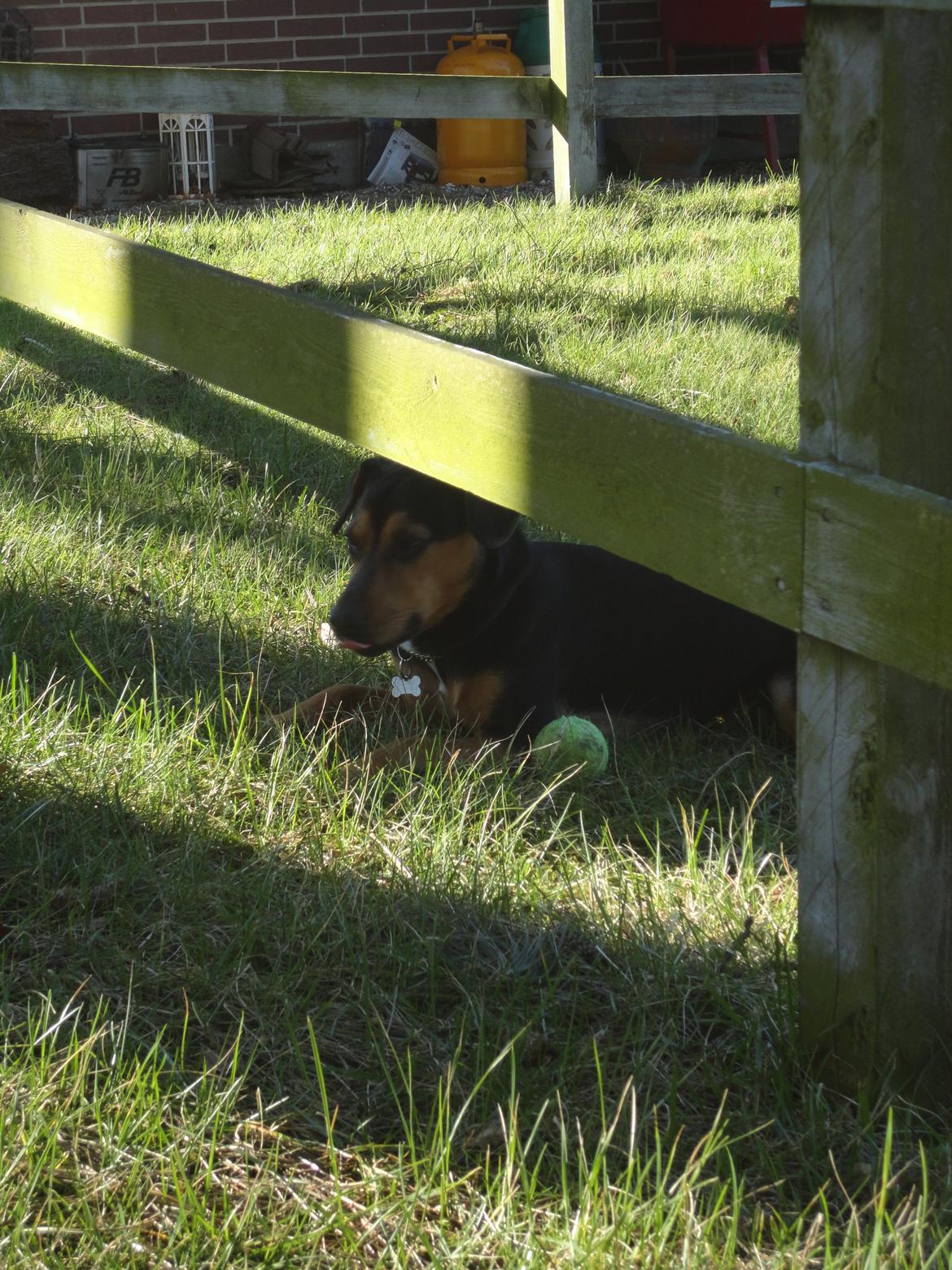 Blanding af racer Charlie Chaplin billede 18