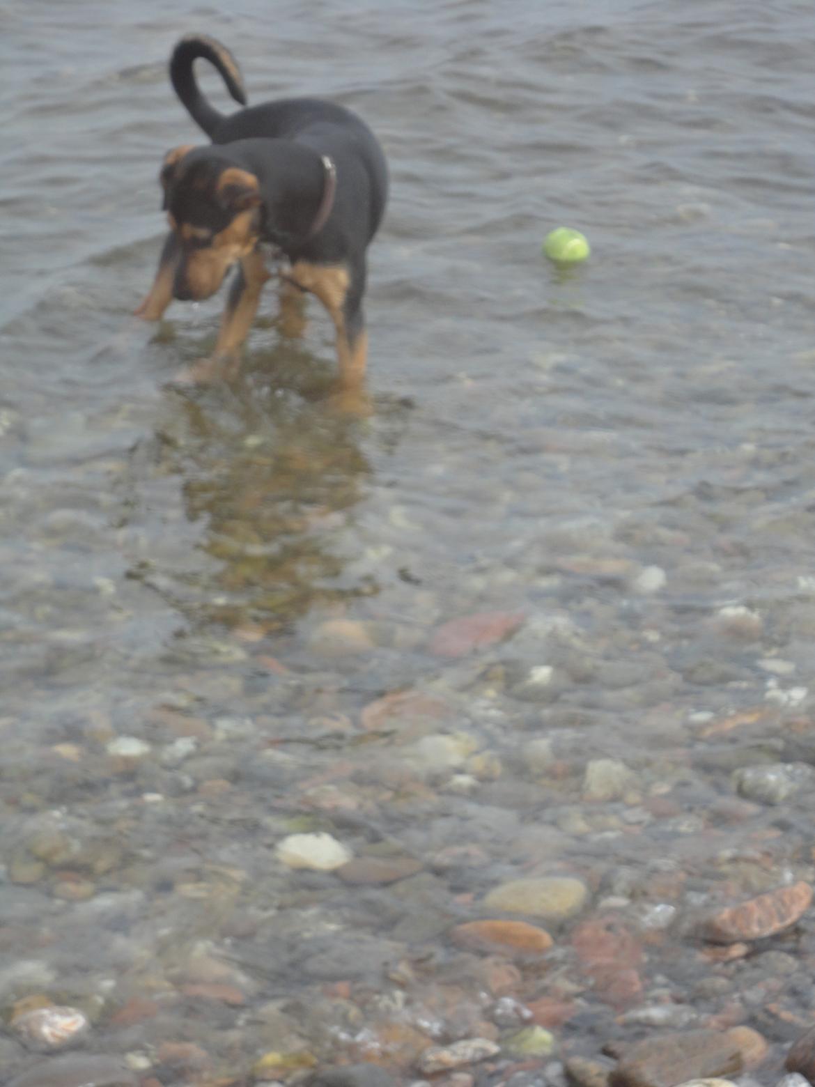 Blanding af racer Charlie Chaplin billede 19