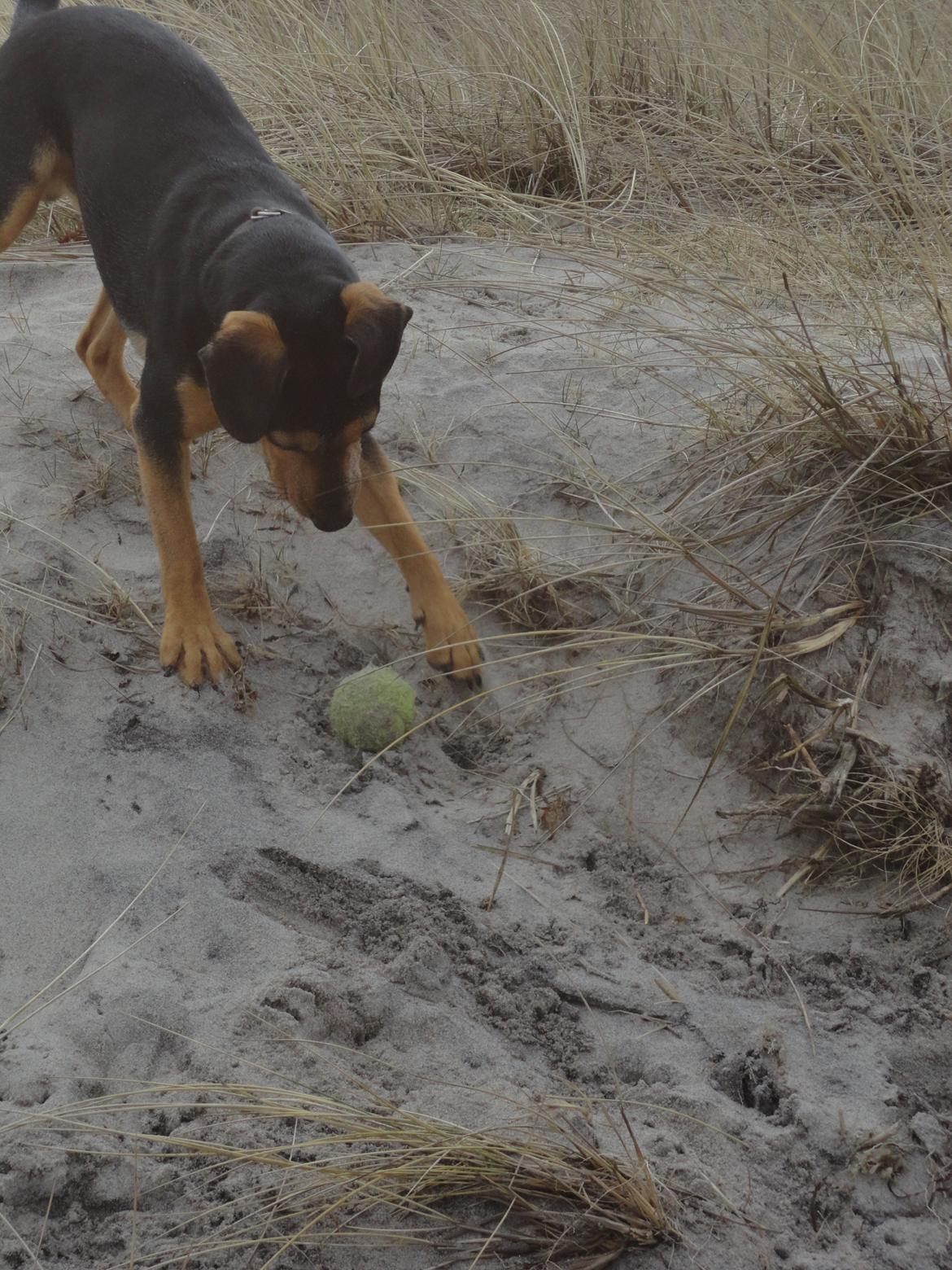 Blanding af racer Charlie Chaplin billede 20
