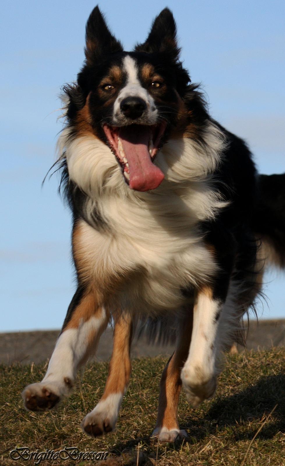 Border collie Jett R.I.P billede 28