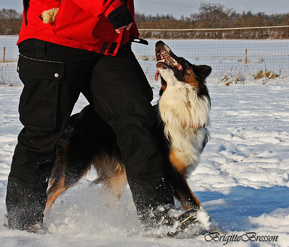 Border collie Jett R.I.P billede 29