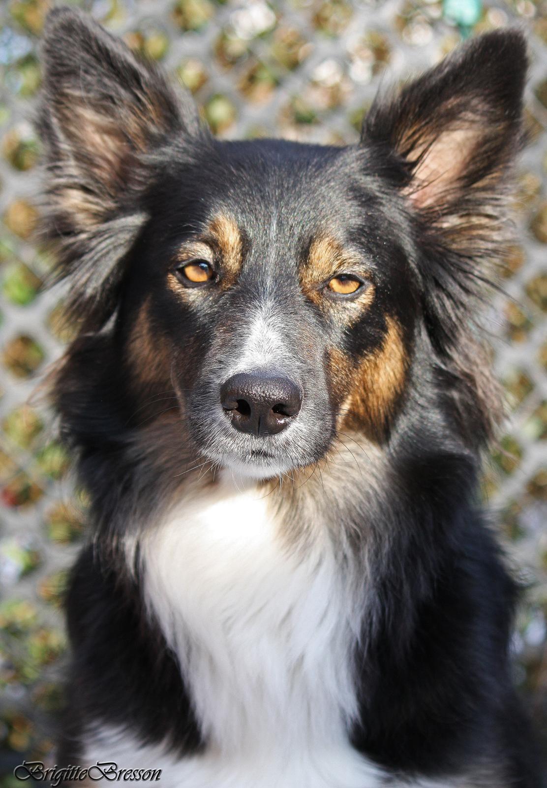 Border collie Sheila R.I.P billede 7