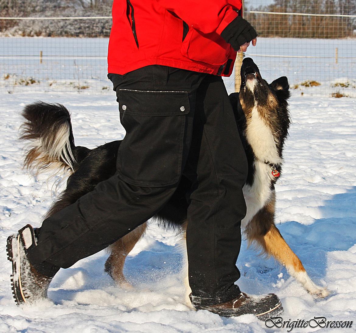 Border collie Sheila R.I.P billede 12