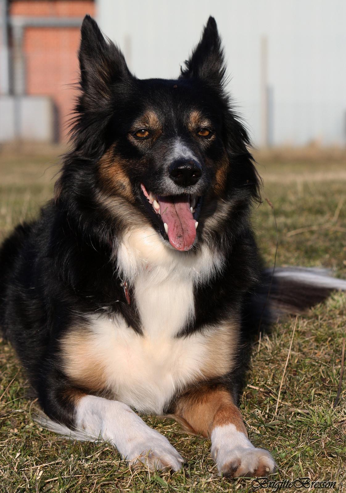 Border collie Sheila R.I.P billede 14