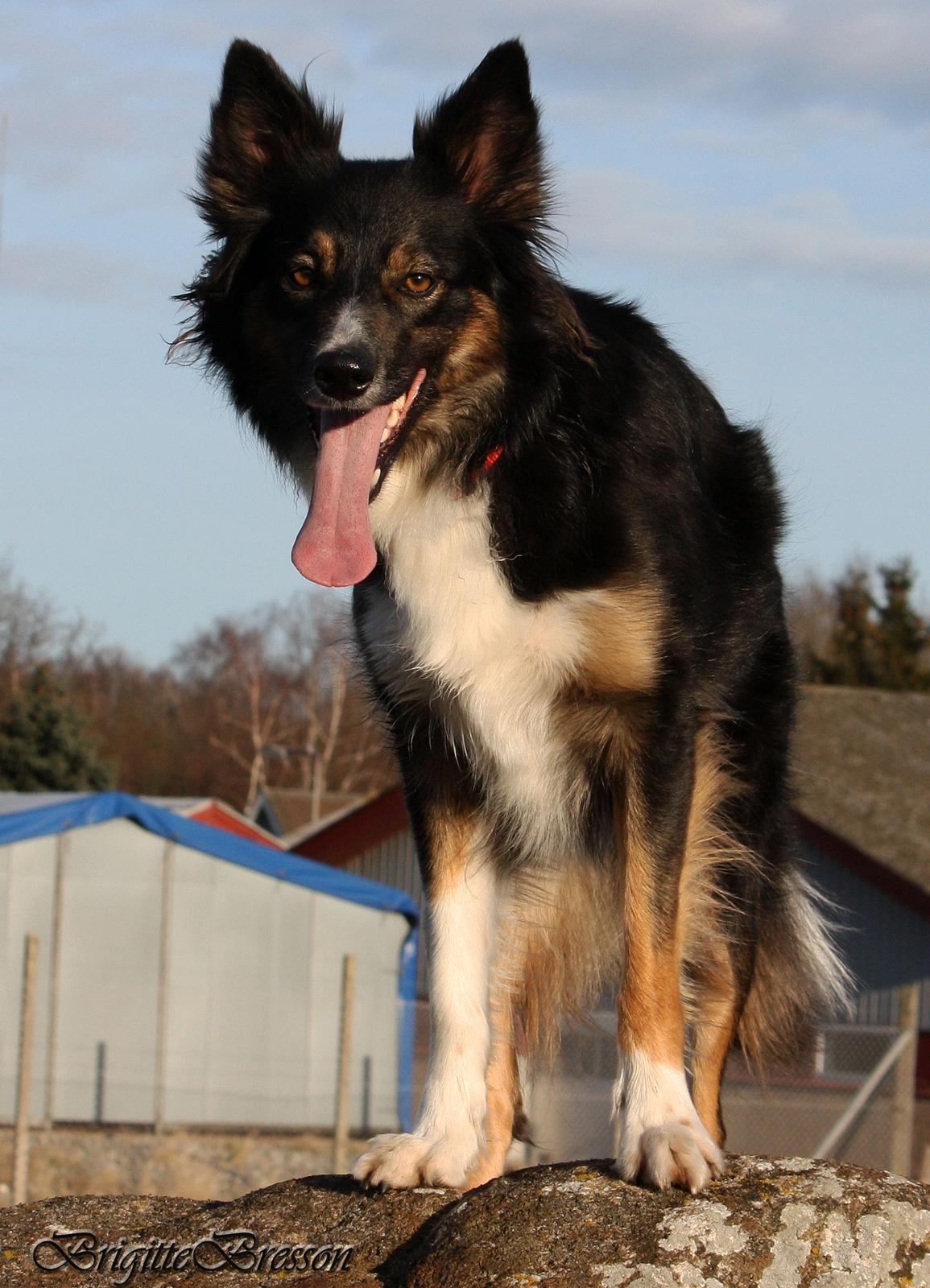 Border collie Sheila R.I.P billede 15